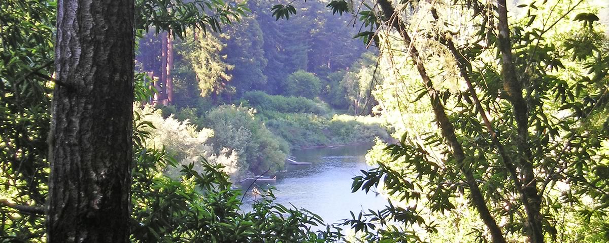 Monte Rio Russian River Trees